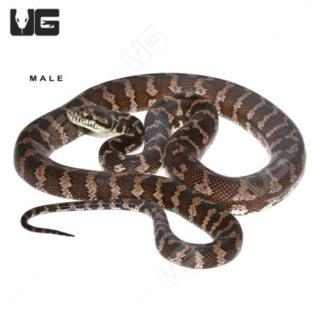 Adult Darwin Carpet Python #1 (Morelia spilota variegata) For Sale ...