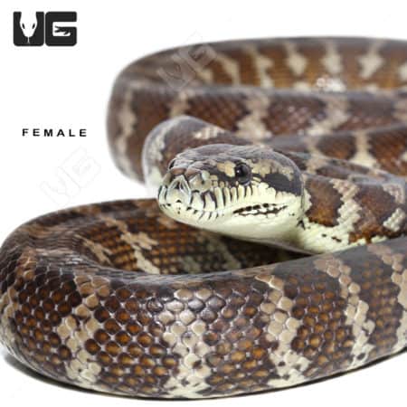 Adult Darwin Carpet Python pair, showcasing their distinctive patterned scales and vibrant coloratio.