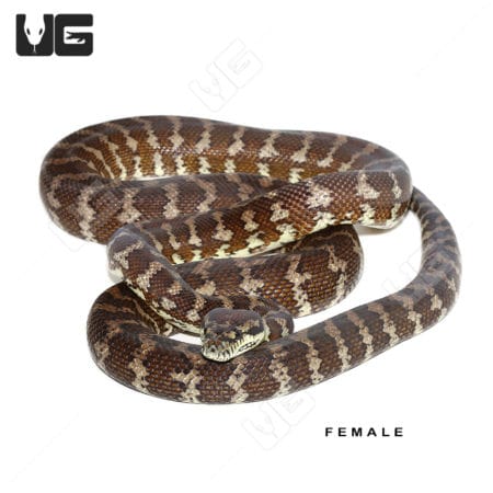 Darwin Carpet Python female, stunning patterned snake for sale.