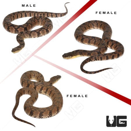 Diamondback Water Snake trio for sale at Underground Reptiles.