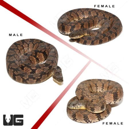 Diamondback Water Snake For Sale - Underground Reptiles