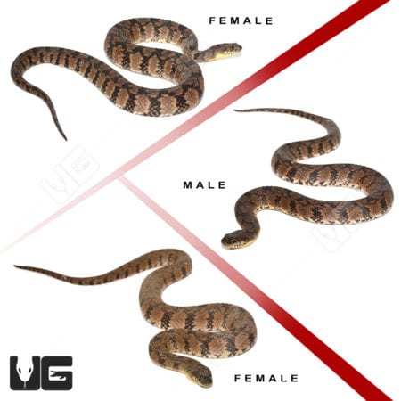 Diamondback Water Snake trio: male and female specimens.