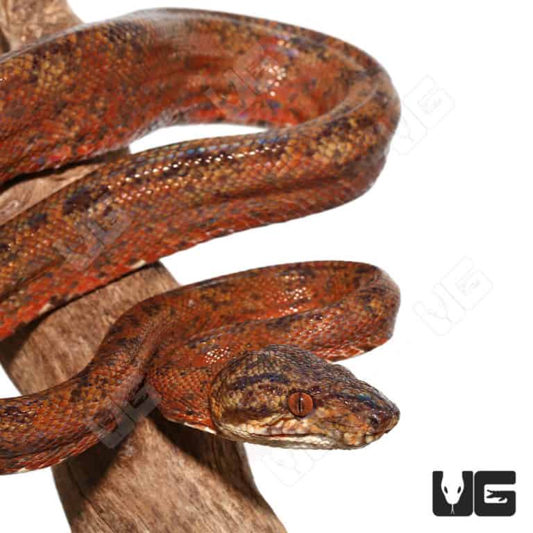 Baby Candy Cane Amazon Tree Boas For Sale Underground Reptiles