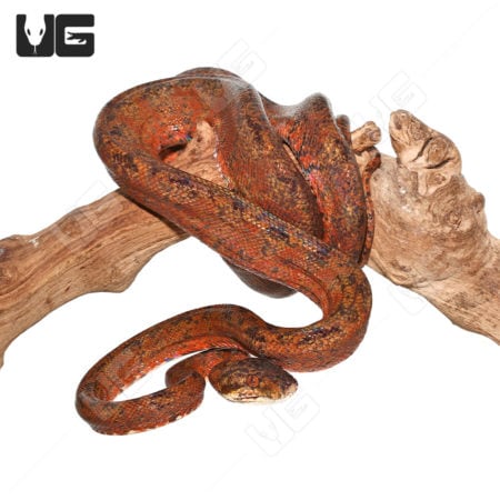 Female Adult Pepper Phase Amazon Tree Boa (Corallus hortulanus) For Sale - Underground Reptiles