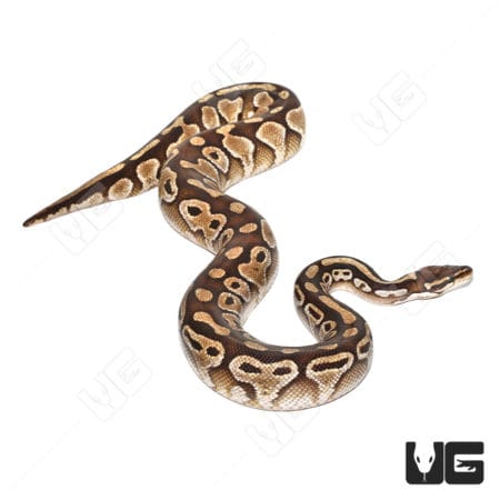 Adult Female Butter Ball Python (Python regius) For Sale - Underground Reptiles