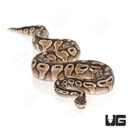 Adult female Butter Ball Python, showcasing vibrant pattern and coloration.
