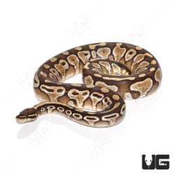 Adult Female Butter Ball Python (Python regius) For Sale - Underground Reptiles