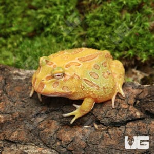 Albino Pacman Frogs (ceratophrys Cranwelli) For Sale - Underground Reptiles