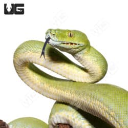 Adult Male Aru Green Tree Python #2 (Morelia viridis)