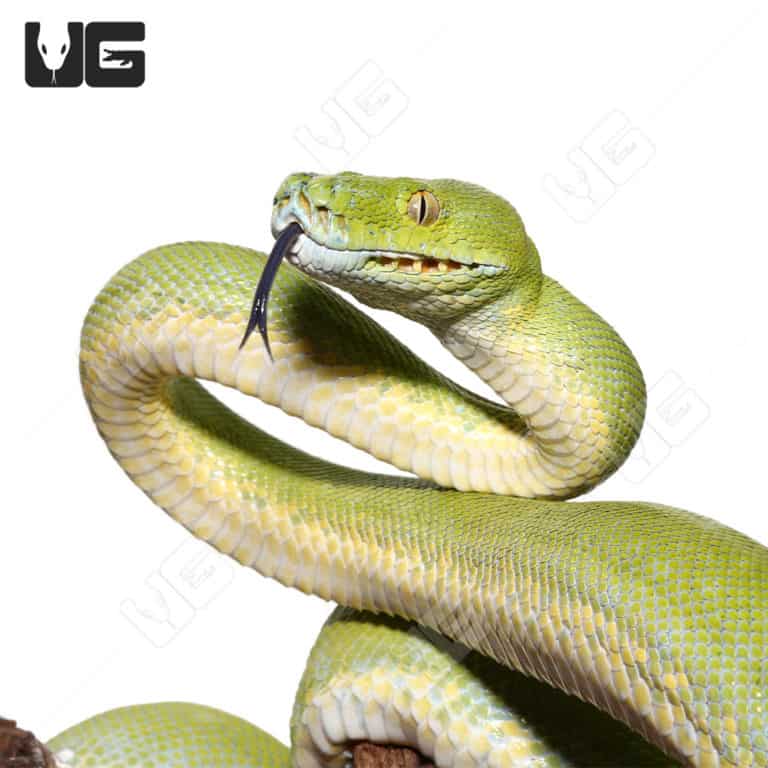 Adult Aru Green Tree Python for sale - Underground Reptiles
