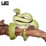 Adult Male Aru Green Tree Python #2 (Morelia viridis)
