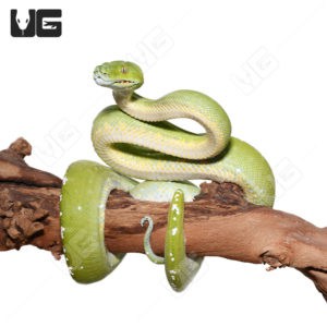 Adult Aru Green Tree Python for sale - Underground Reptiles