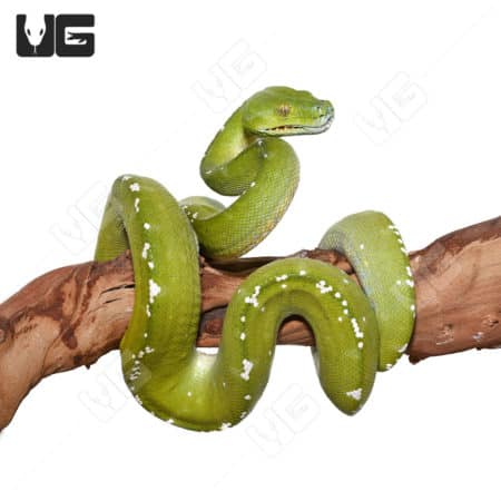 Adult Male Aru Green Tree Python #2 (Morelia viridis)