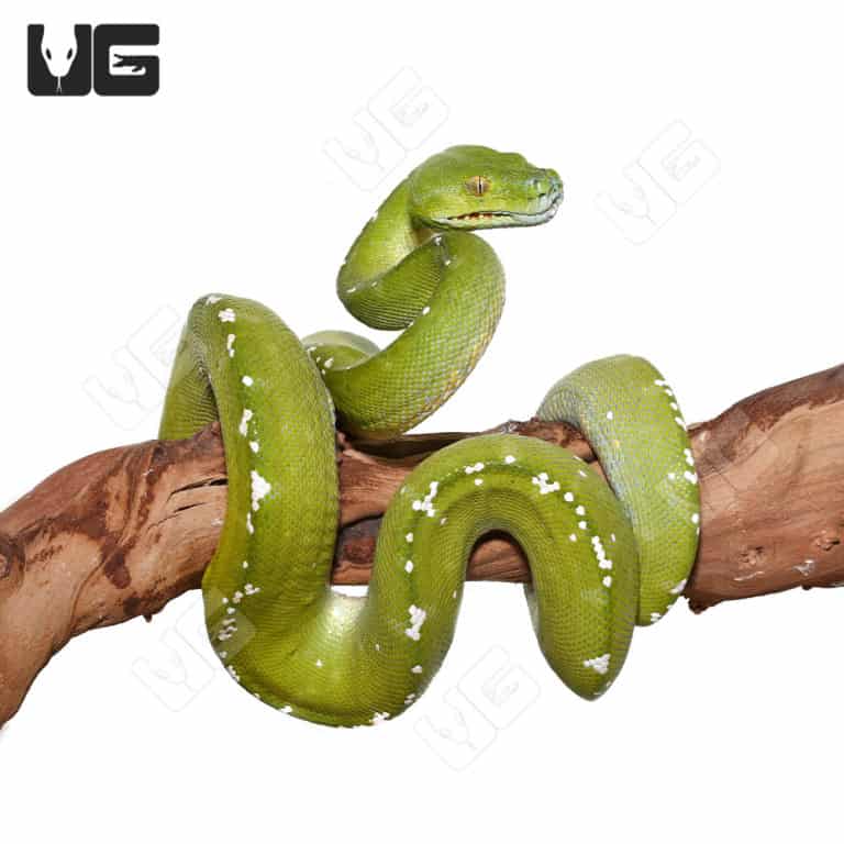 Adult Aru Green Tree Python for sale - Underground Reptiles