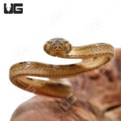Baby Bengkulu Cat Snake (Boiga bengkuluensis)