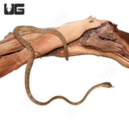 Baby Bengkulu Cat Snake (Boiga bengkuluensis)