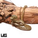 Baby Bengkulu Cat Snake (Boiga bengkuluensis)