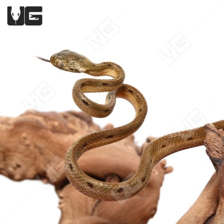 Baby Bengkulu Cat Snake (Boiga bengkuluensis)