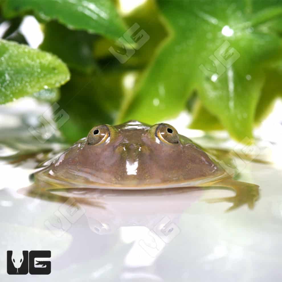 Baby Budgett’s Frog (Lepidobatrachus laevis) For Sale - Underground ...