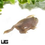 Baby Budgett’s Frog (Lepidobatrachus laevis)