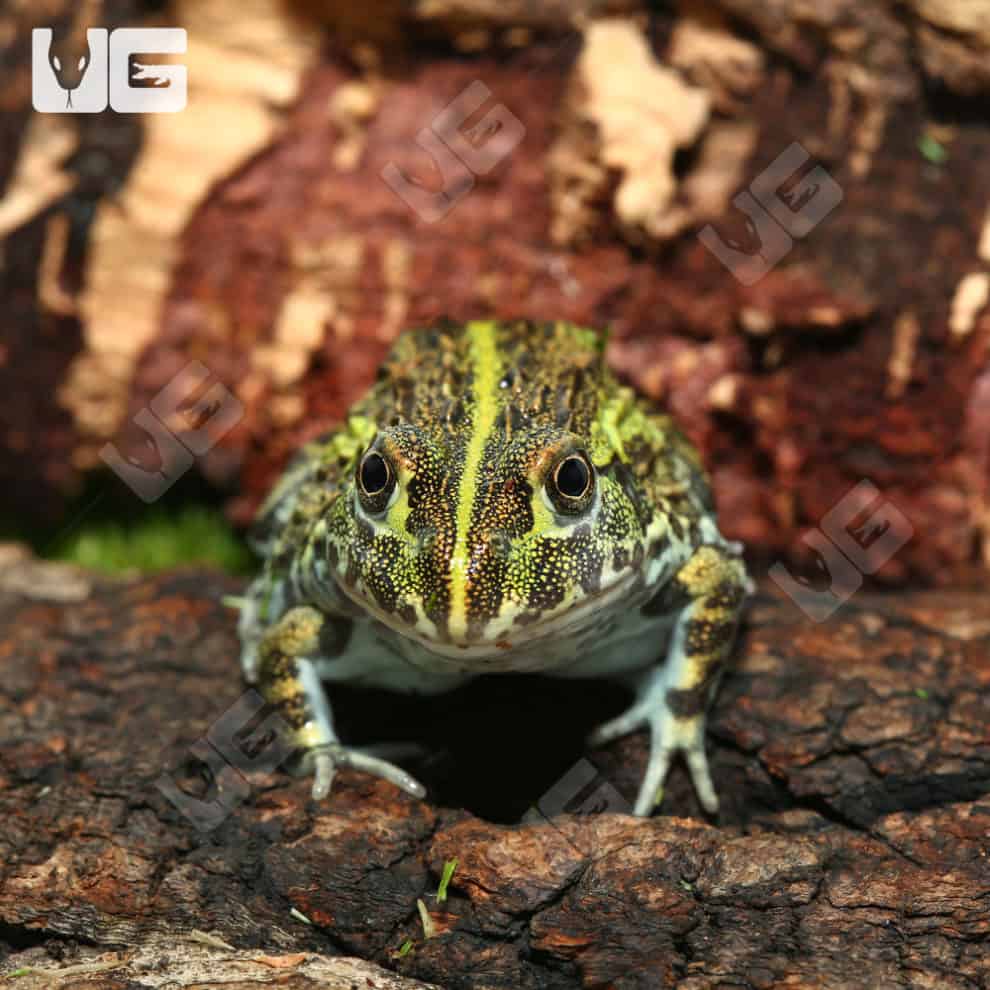 Baby Giant Pixie Frogs For Sale Underground Reptiles