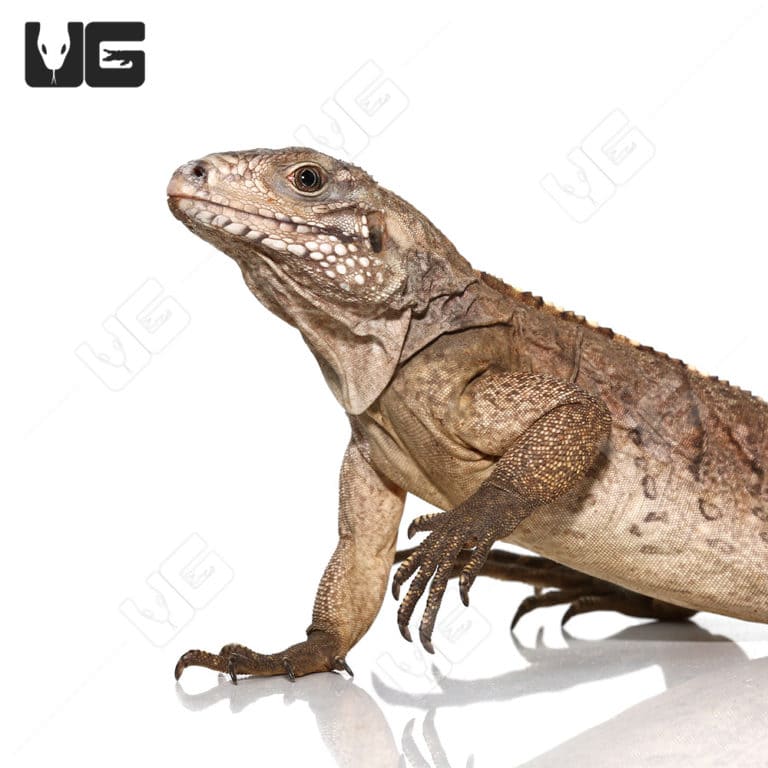 Grand Cayman Blue Iguana For Sale - Underground Reptiles