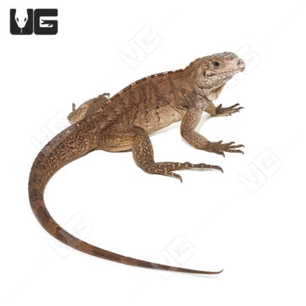 Grand Cayman Blue Iguana For Sale - Underground Reptiles