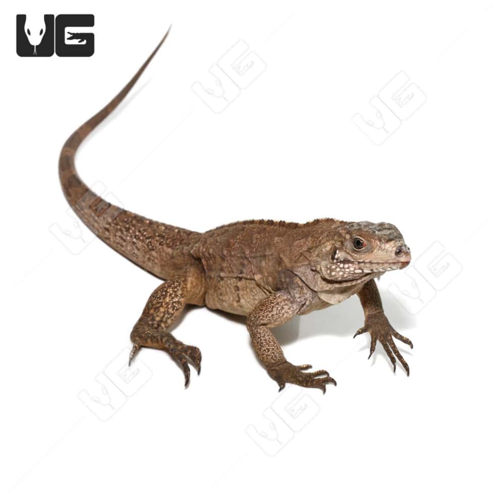 Grand Cayman Blue Iguana For Sale - Underground Reptiles