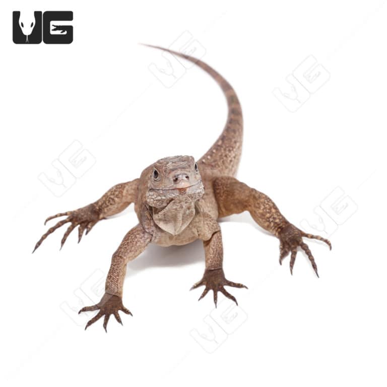 Grand Cayman Blue Iguana For Sale - Underground Reptiles