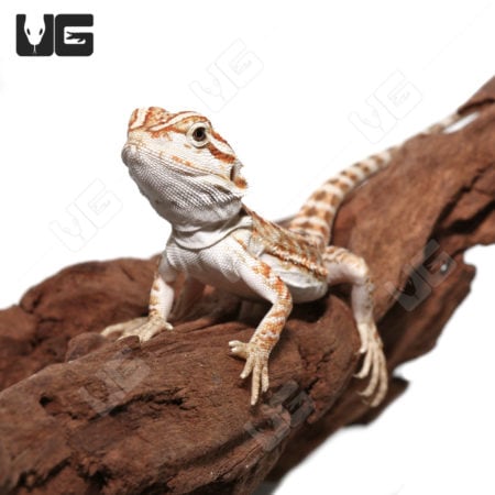 Baby Hypo Leatherback Bearded Dragons (Pogona vitticeps) For Sale - Underground Reptiles
