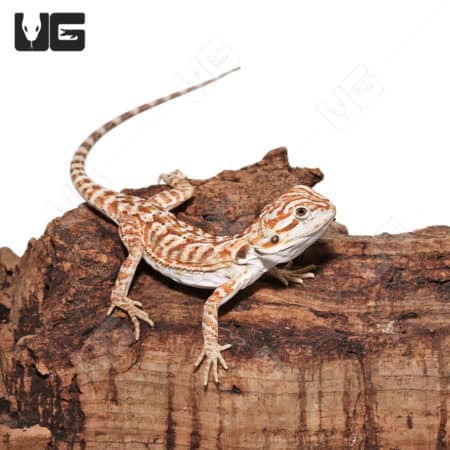 Baby Hypo Leatherback Bearded Dragons (Pogona vitticeps) For Sale - Underground Reptiles