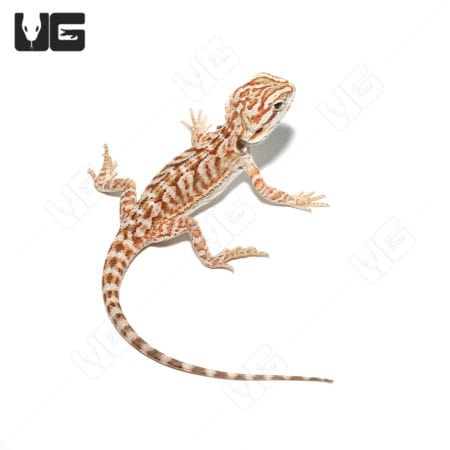 Baby Hypo Leatherback Bearded Dragons (Pogona vitticeps) For Sale - Underground Reptiles