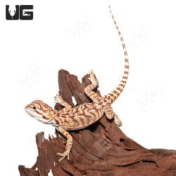 Baby Hypo Leatherback Bearded Dragons (Pogona vitticeps) For Sale - Underground Reptiles
