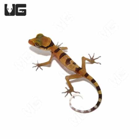Baby Lekaqul's Bent Toe Gecko, a small reptile with distinctive bent toes and vibrant markings.