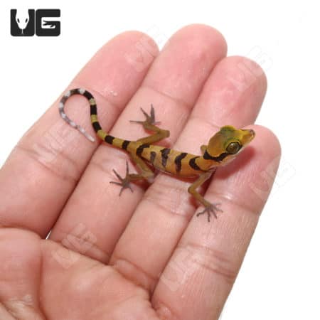 Lekaqul's Bent Toe Gecko (cyrtodactylus lekaguli ) For Sale - Underground Reptiles
