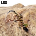 Lekaqul's Bent Toe Gecko (cyrtodactylus lekaguli ) For Sale - Underground Reptiles