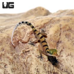 Lekaqul's Bent Toe Gecko (cyrtodactylus lekaguli ) For Sale - Underground Reptiles