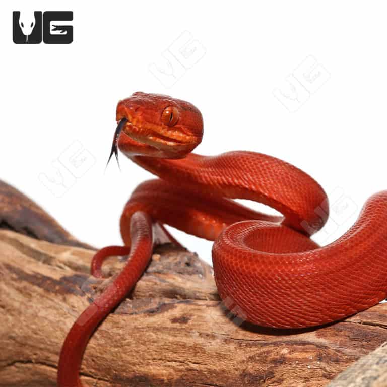 Colored Amazon Tree Boas For Sale Underground Reptiles