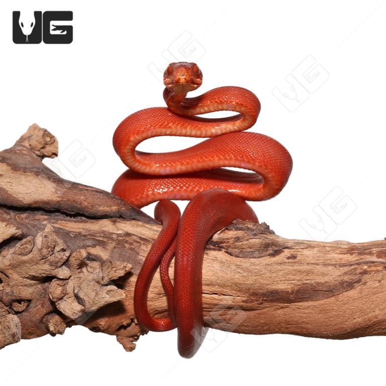 Colored Amazon Tree Boas For Sale Underground Reptiles
