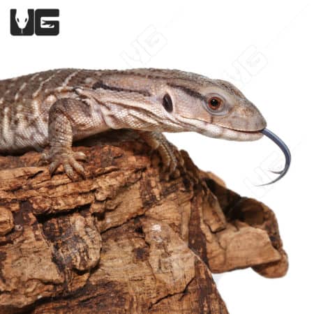 Baby Savannah Monitors (Varanus exanthematicus) For Sale - Underground Reptiles