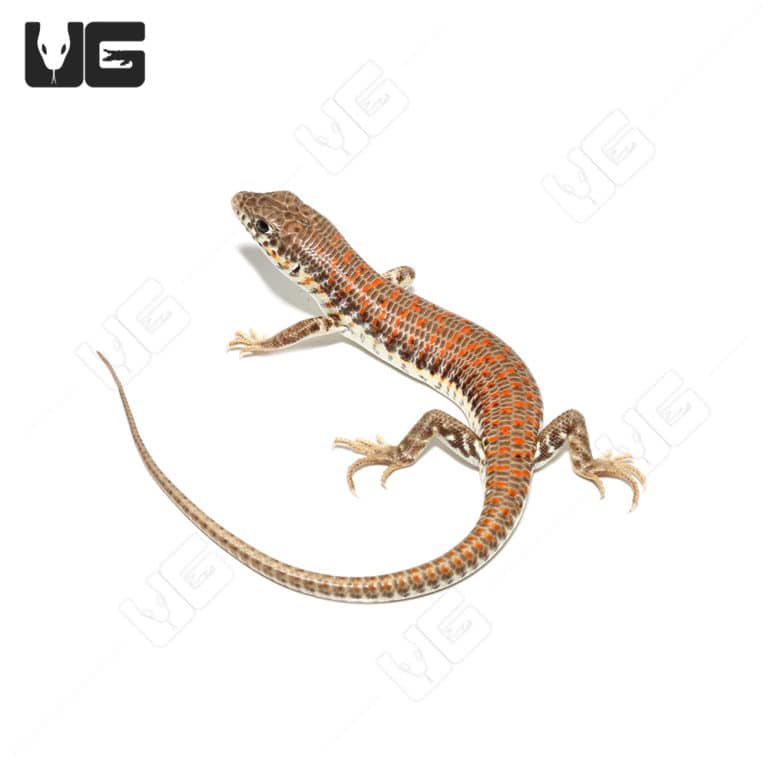 Schneider Skink For Sale Underground Reptiles