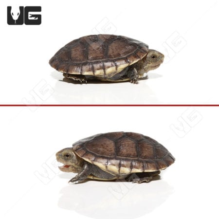 Baby White Lipped Mud Turtles (Kinosternon leucostomum) For Sale ...