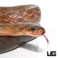 Black Copper Rat Snake (Coelognathus flavolineatus)