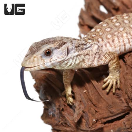 Close-up of a blonde phase baby Savannah monitor on wood.