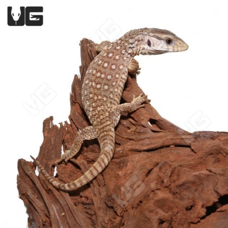 Baby Savannah Monitor in Blonde Phase on Wood.