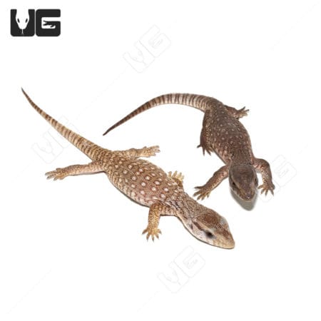 Baby Savannah Monitors (Varanus exanthematicus) For Sale - Underground Reptiles