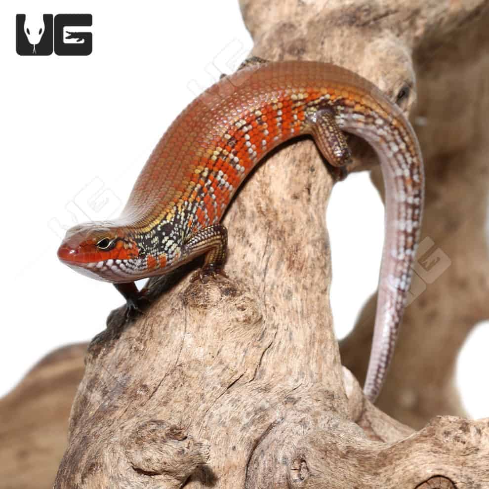 Bronze Fire Skinks (Lepidothyris fernandi) For Sale - Underground Reptiles