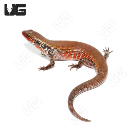 Bronze Fire Skinks (Lepidothyris fernandi)