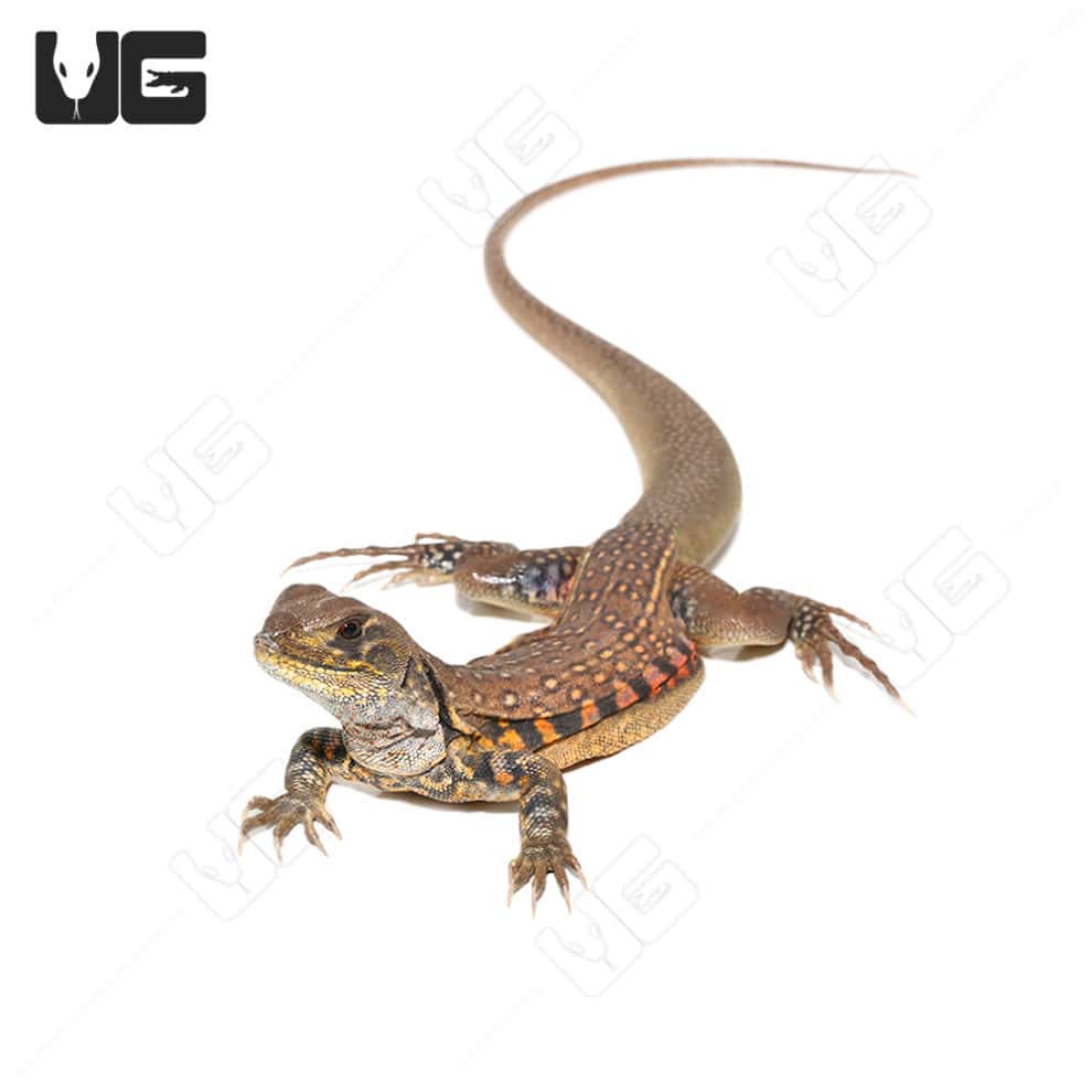 Butterfly Agamas (Leiolepis belliana) For Sale Underground Reptiles