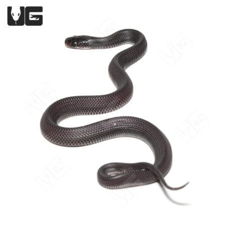 African File Snake For Sale - Underground Reptiles